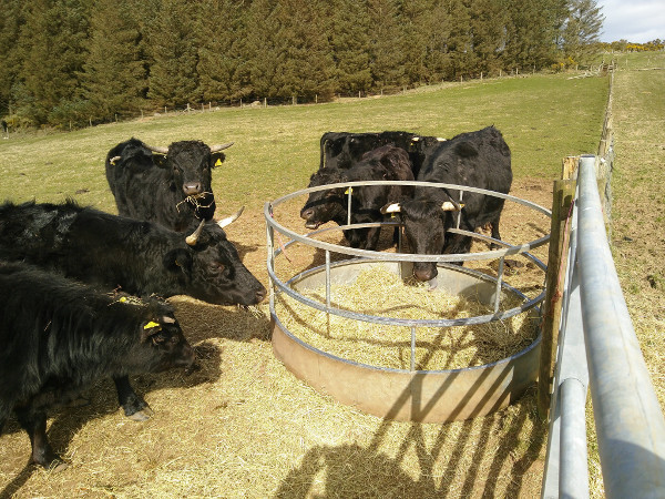 Cattle on the hilltop