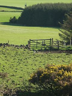 My croft; green fields on a hillside among dark conifer woods