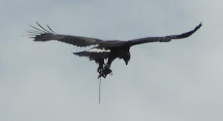Young eagle flying with trap clamped to its leg