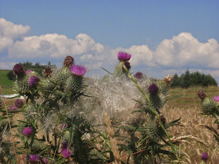 A thistle seed-head exploding into down