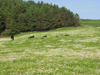 My cattle in Commons Meadow