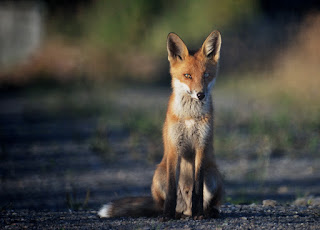 Red fox. Photograph: Jonn Leffmann, CC BY 3.0 , Link