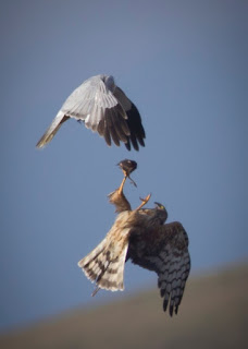 Hen harriers pass food during courtship. Photo Maxwell Law .