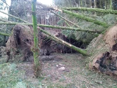 Storm damage in the wood