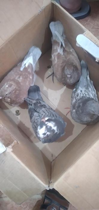 Four live pigeons in a cardboard box