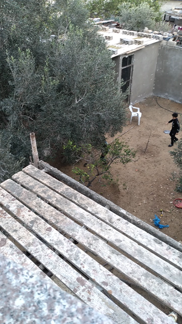A view from a scaffolding of a garden with an olive and an apple(?) tree