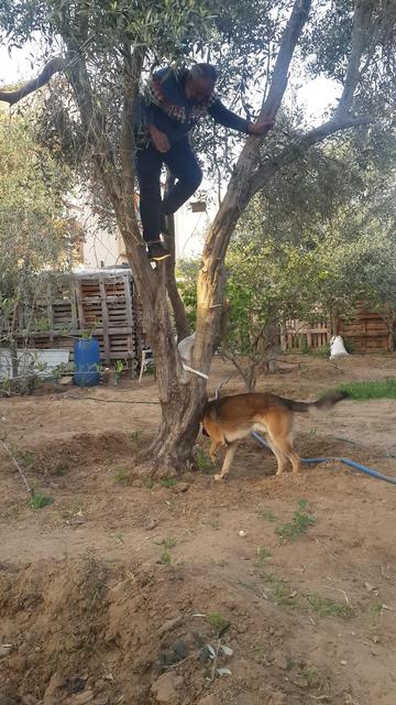 A young man climbs an olive tree, while a dog sniffs around its roots